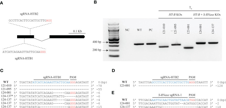 Figure 1