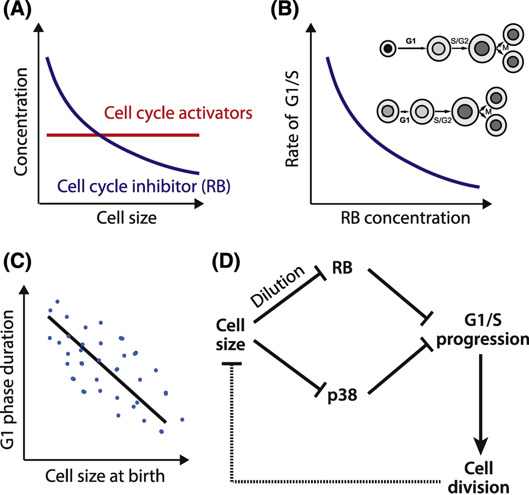 Figure 4 Key Figure.