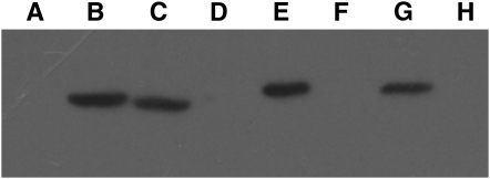 Figure 5.—