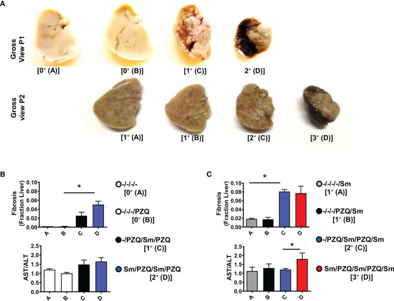 Figure 4