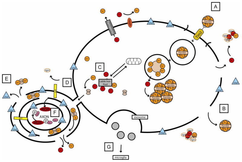 The Relationship between Iron Dyshomeostasis and Amyloidogenesis in