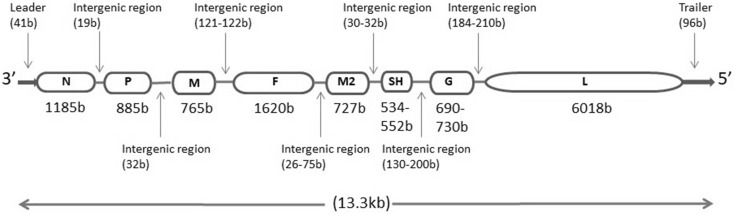 Fig. 1