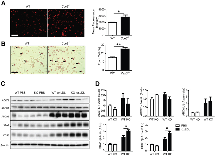 Figure 3