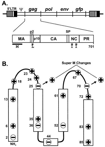 FIG. 1.