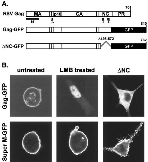 FIG. 5.