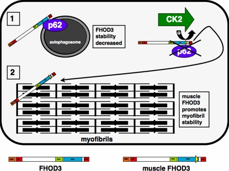 Figure 7.