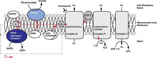 FIGURE 1.