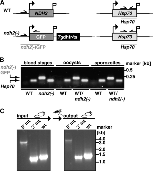 FIGURE 7.