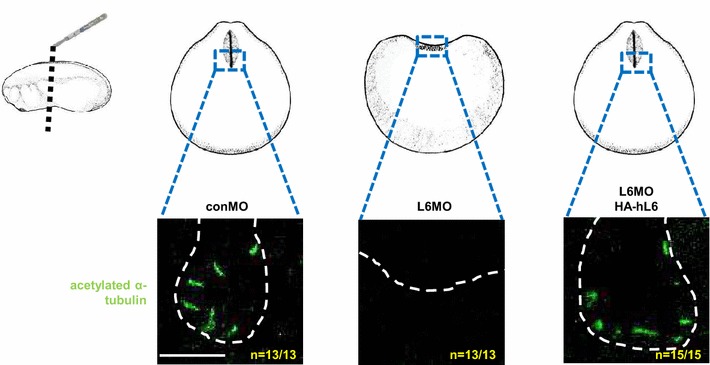 Fig. 2