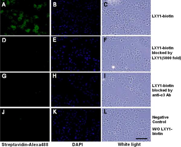 Figure 3a