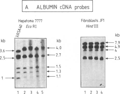 graphic file with name pnas00617-0034-a.jpg