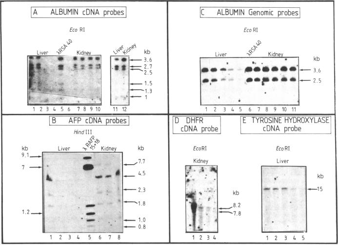 graphic file with name pnas00617-0033-a.jpg