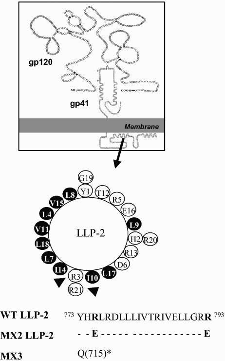 FIG. 1.