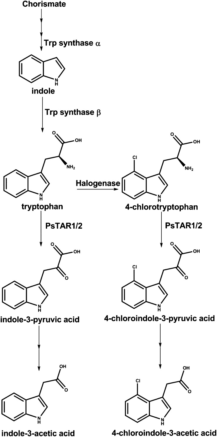 Figure 6.