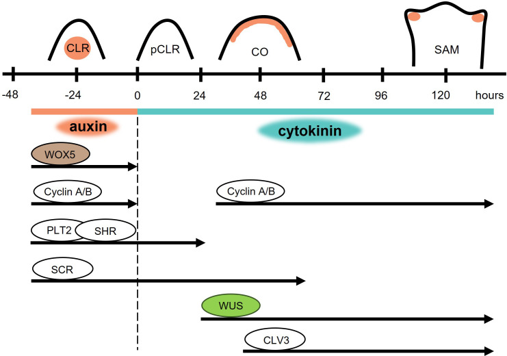 Figure 4