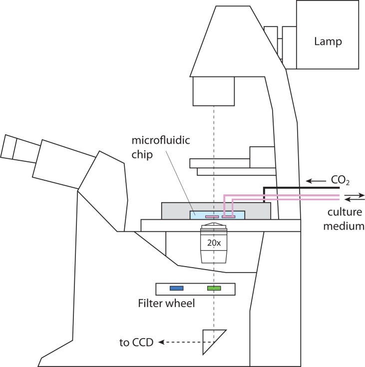 Fig. 1