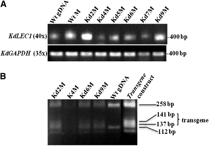 Figure 5.