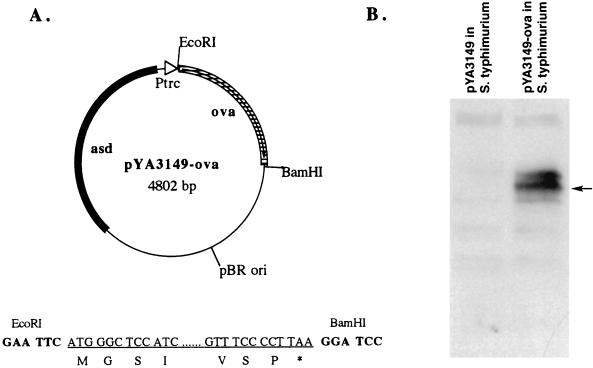 FIG. 1