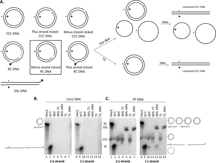 FIG 3