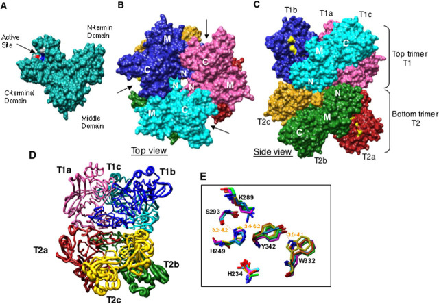 FIGURE 1