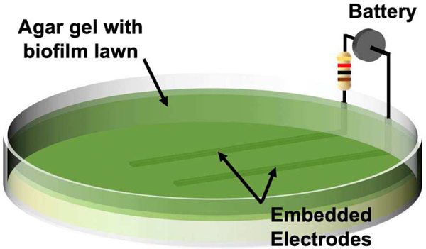 Fig. 2.