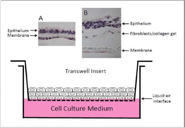 Figure. 1