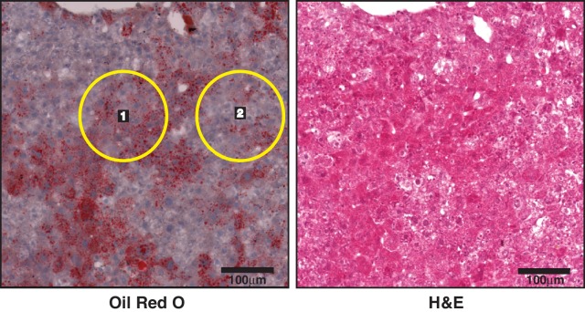 Figure 2—figure supplement 1.