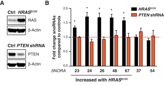 Figure 1—figure supplement 1.