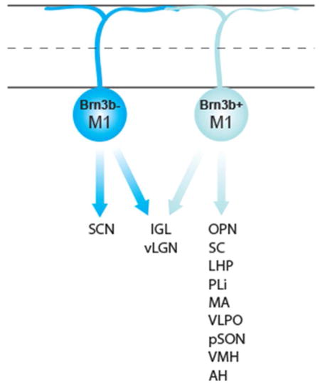 graphic file with name nihms969299u1.jpg