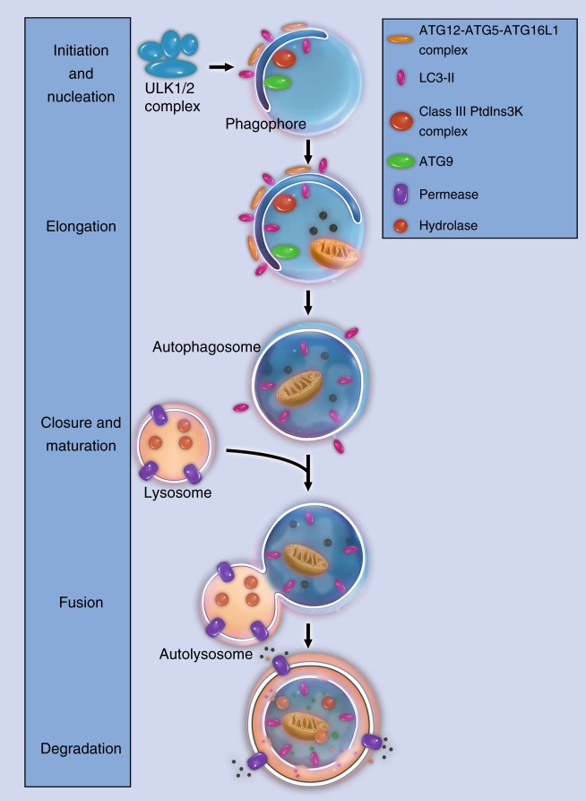 Fig. 2