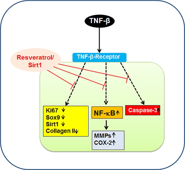 Fig 10