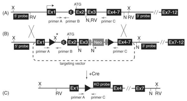 FIG. 1