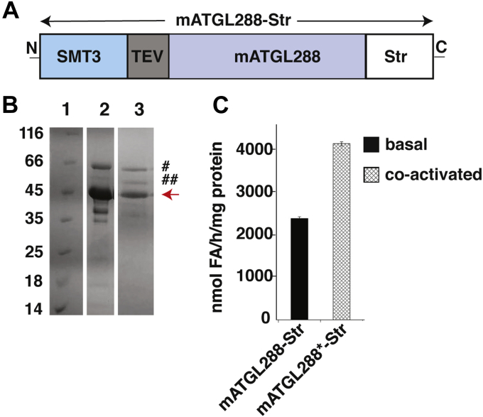 Figure 2