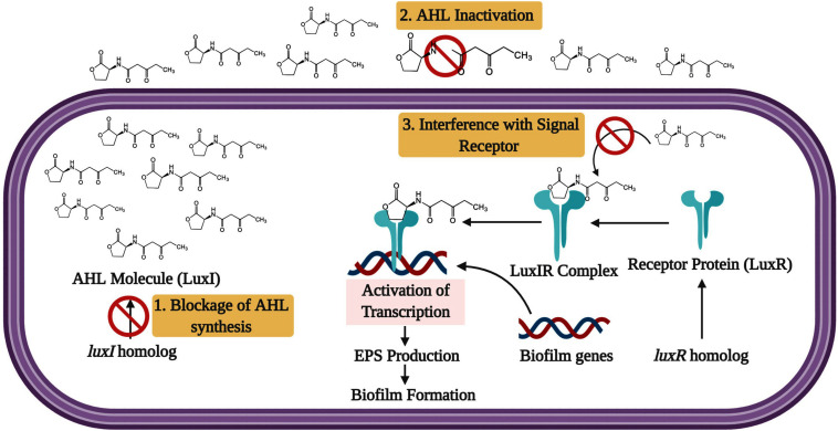 FIGURE 4