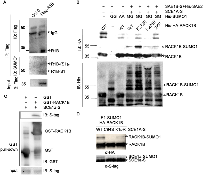 Sumoylation stabilizes RACK1B and enhance its interaction with RAP2.6 ...