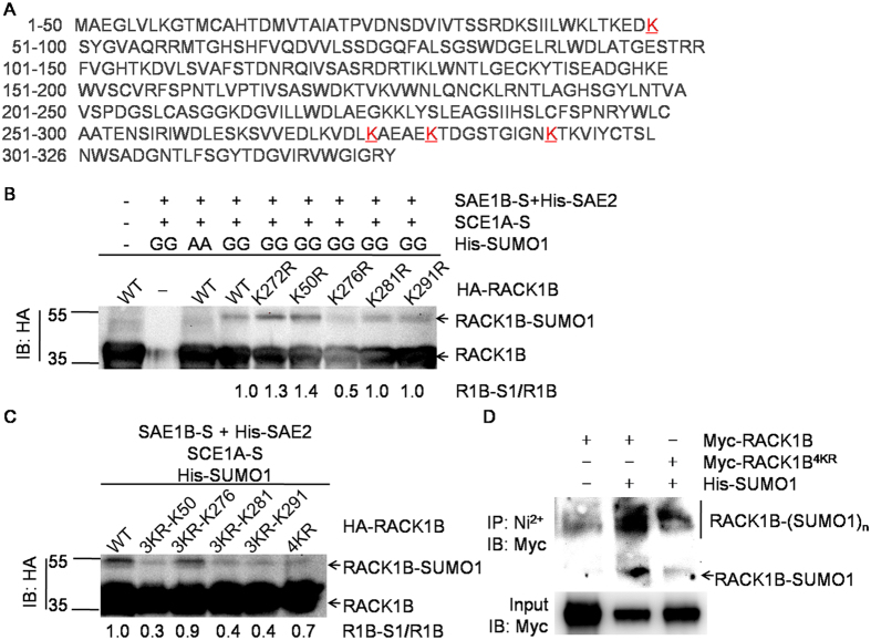 Sumoylation stabilizes RACK1B and enhance its interaction with RAP2.6 ...