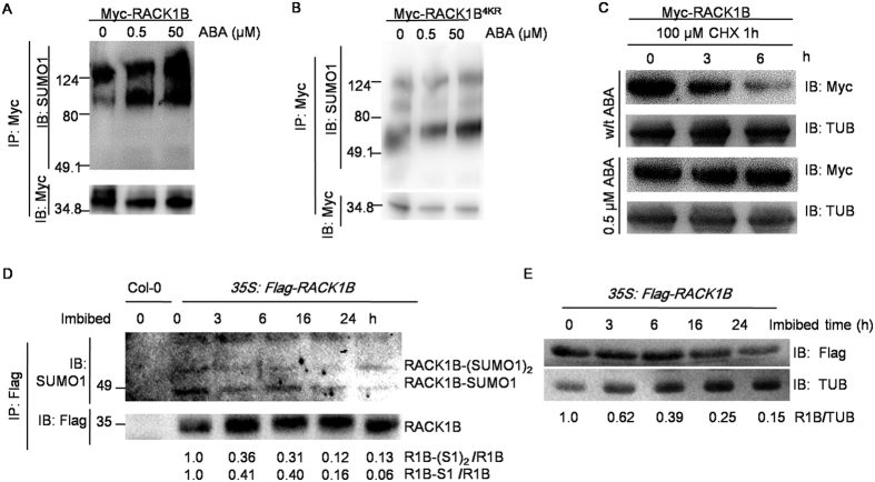 Sumoylation stabilizes RACK1B and enhance its interaction with RAP2.6 ...