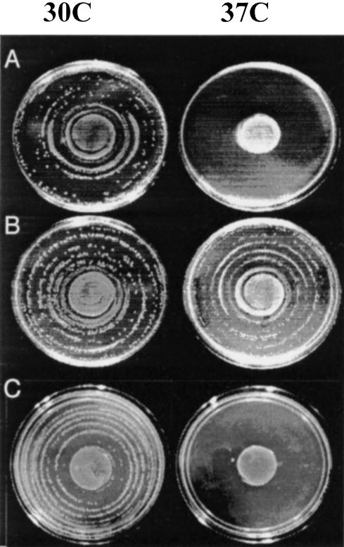 FIGURE 2.