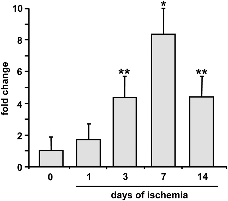 FIG. 1.