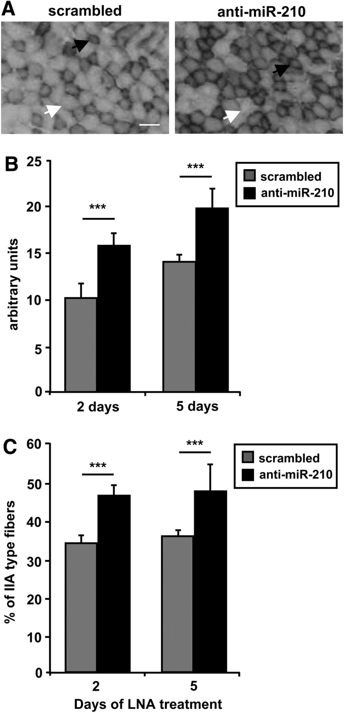 FIG. 8.