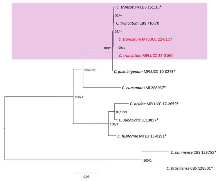 Figure 31