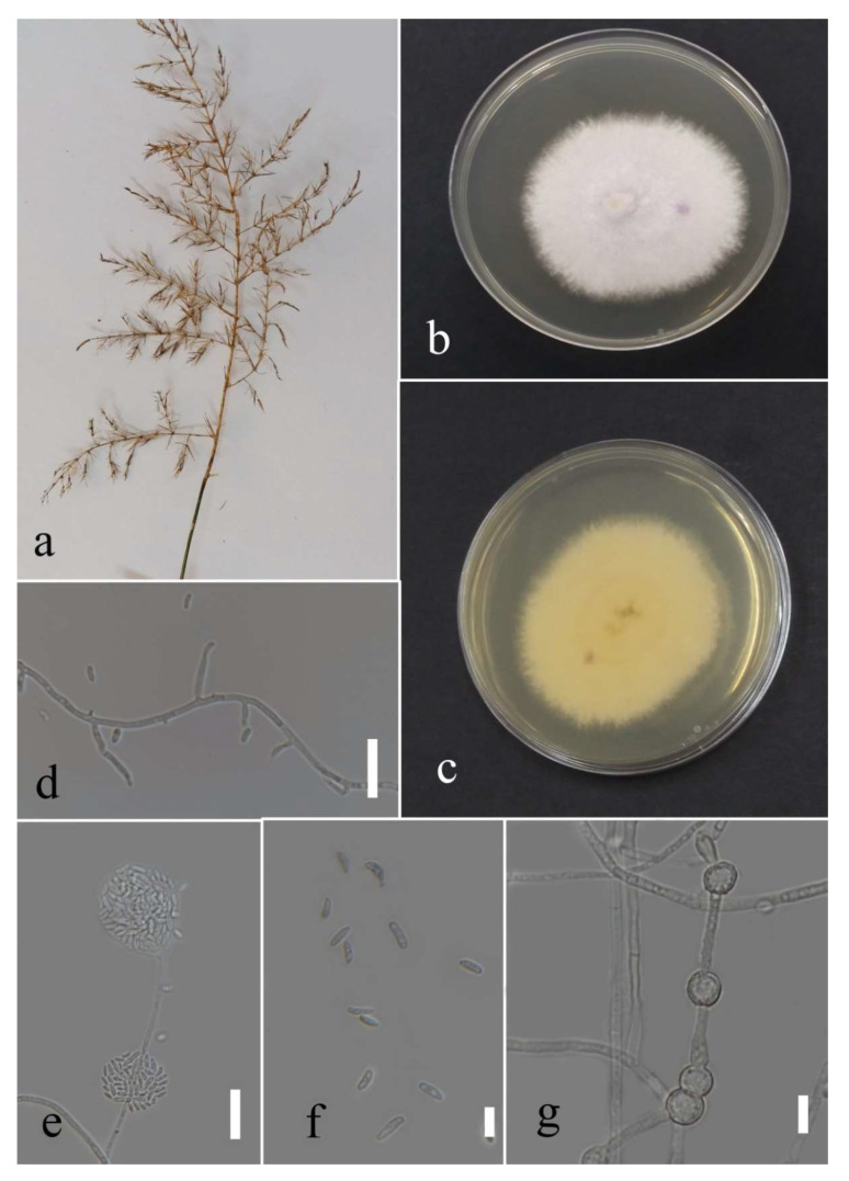 Figure 38