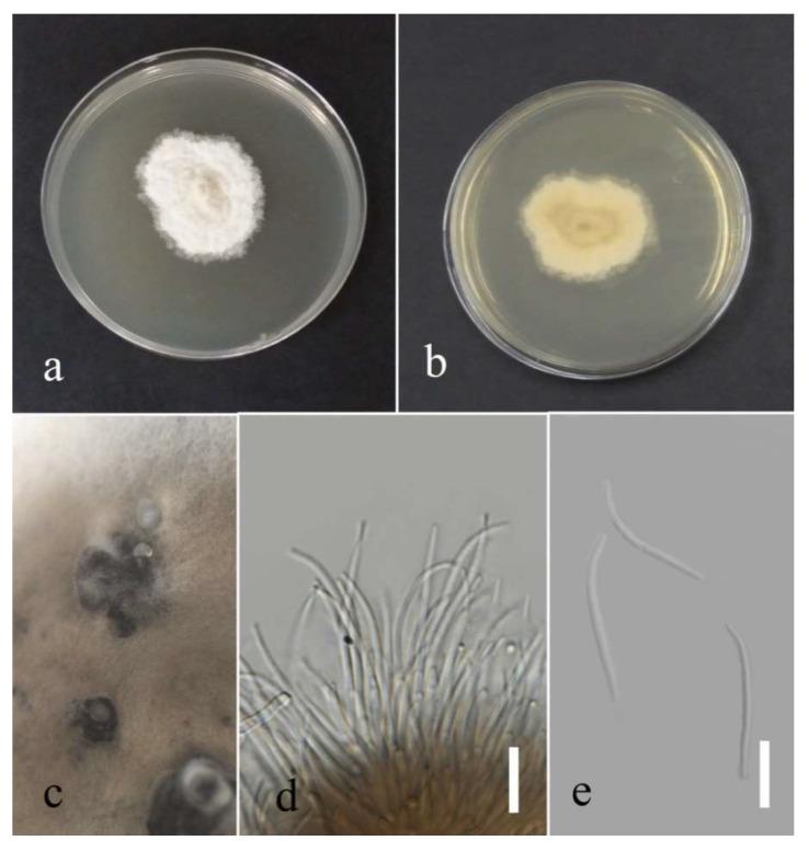 Figure 18