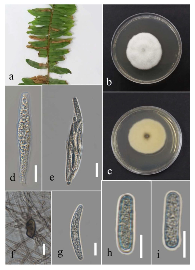 Figure 27