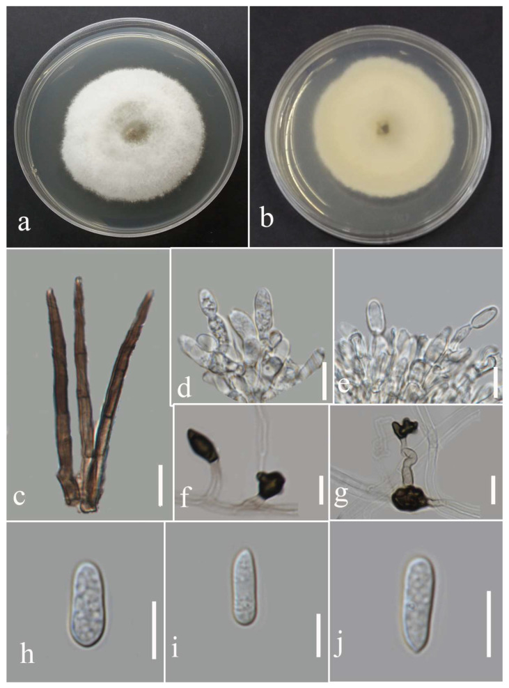 Figure 23