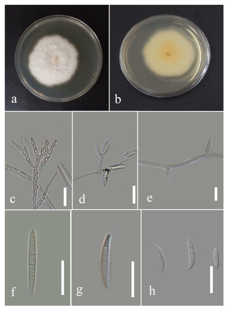 Figure 36