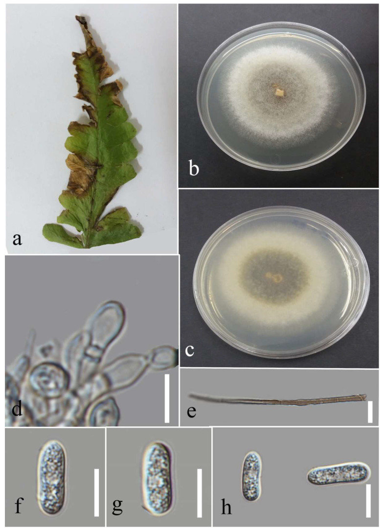 Figure 29