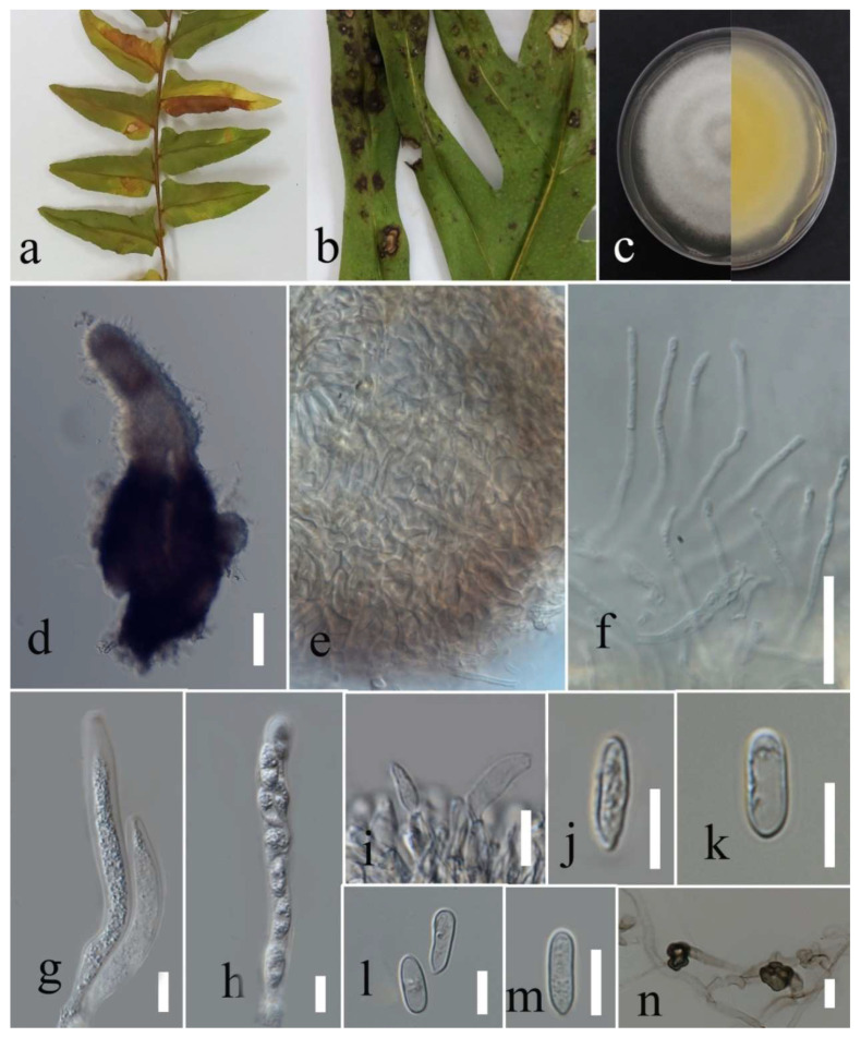 Figure 24