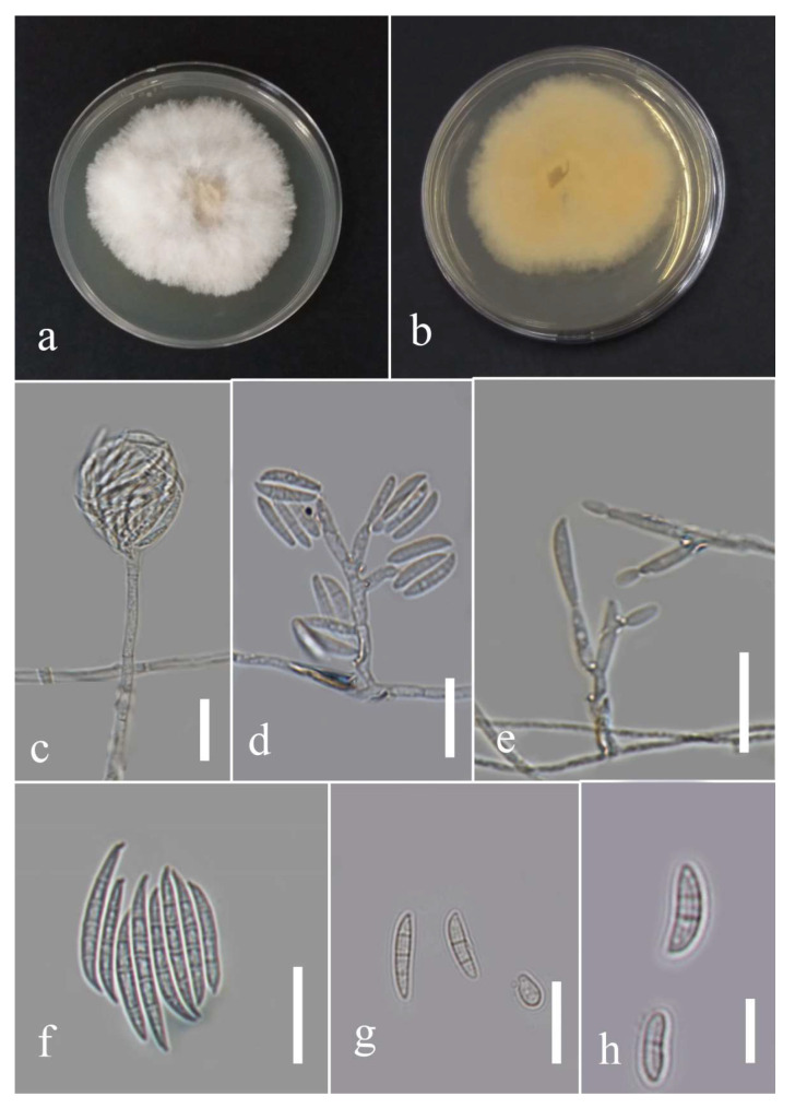 Figure 35