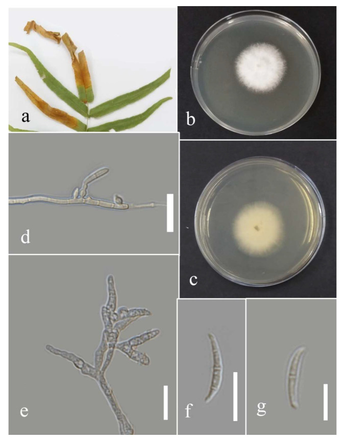 Figure 34